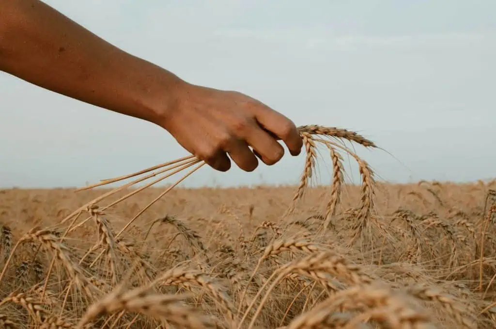 Changes in Harvest of Germany’s Five Key Crops