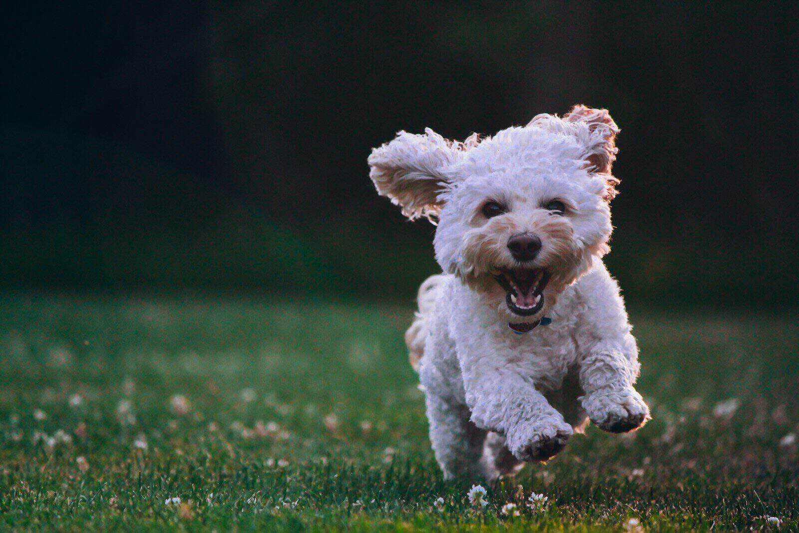 Most Popular Dog Breeds in Germany