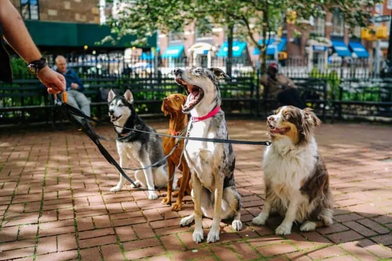 Which EU Country Has the Most Dogs?
