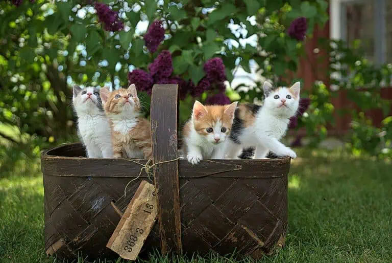 Which EU Country Has the Most Cats?